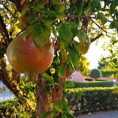 Kyriakos Studios Apartment Afandou